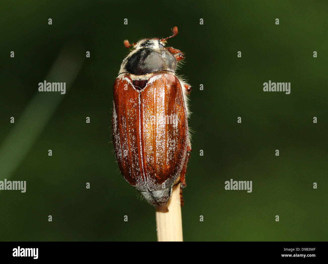 Molto dettagliata di close-up di un maschio Cockchafer a.k.a. Può Bug (Melolontha melolontha) Foto Stock