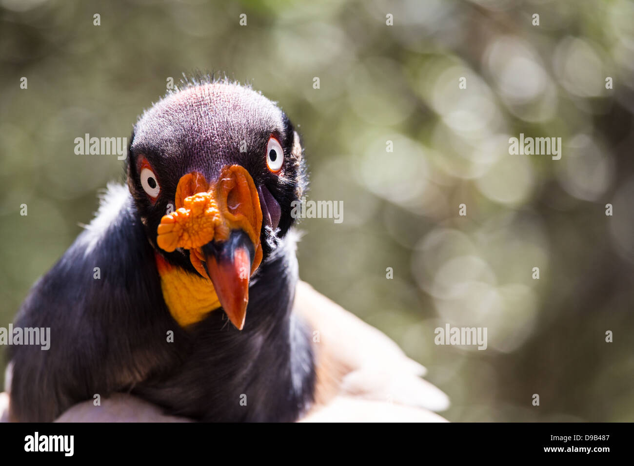 Uno dell'Africa più strane creature, il King Vulture ha una colorata viso e collo. Sicuramente spicca in una folla. Foto Stock