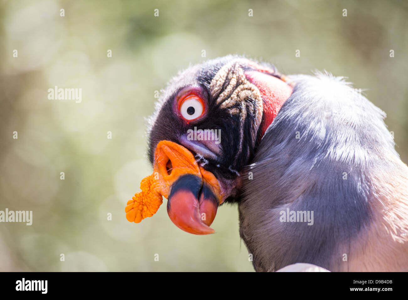 Uno dell'Africa più strane creature, il King Vulture ha una colorata viso e collo. Sicuramente spicca in una folla. Foto Stock