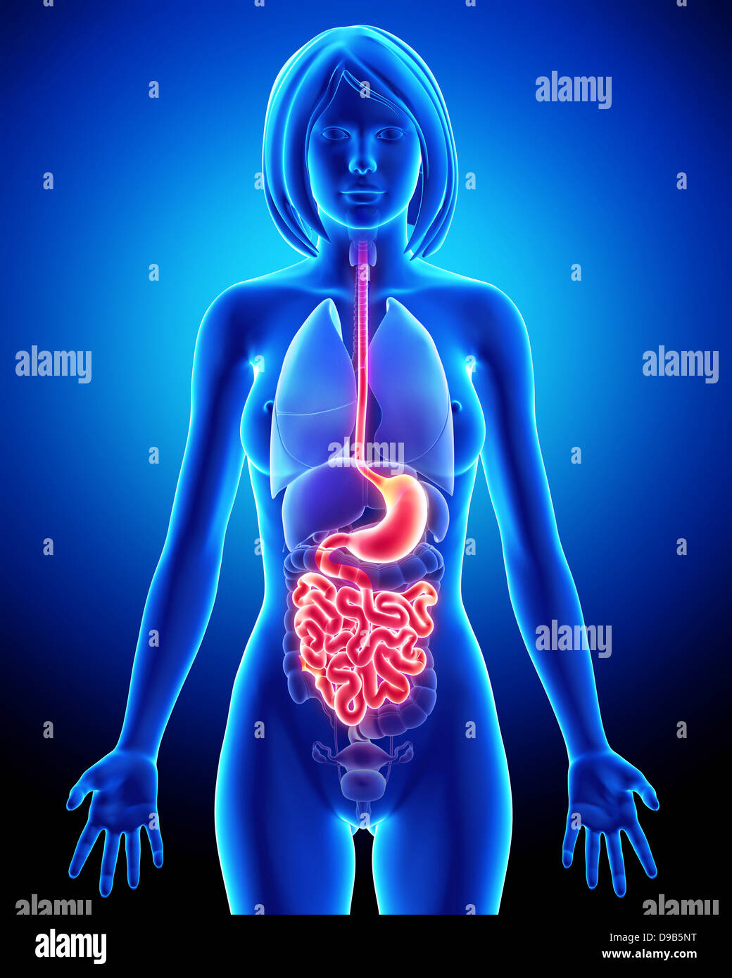 Anatomia della femmina sistema digestivo Foto Stock