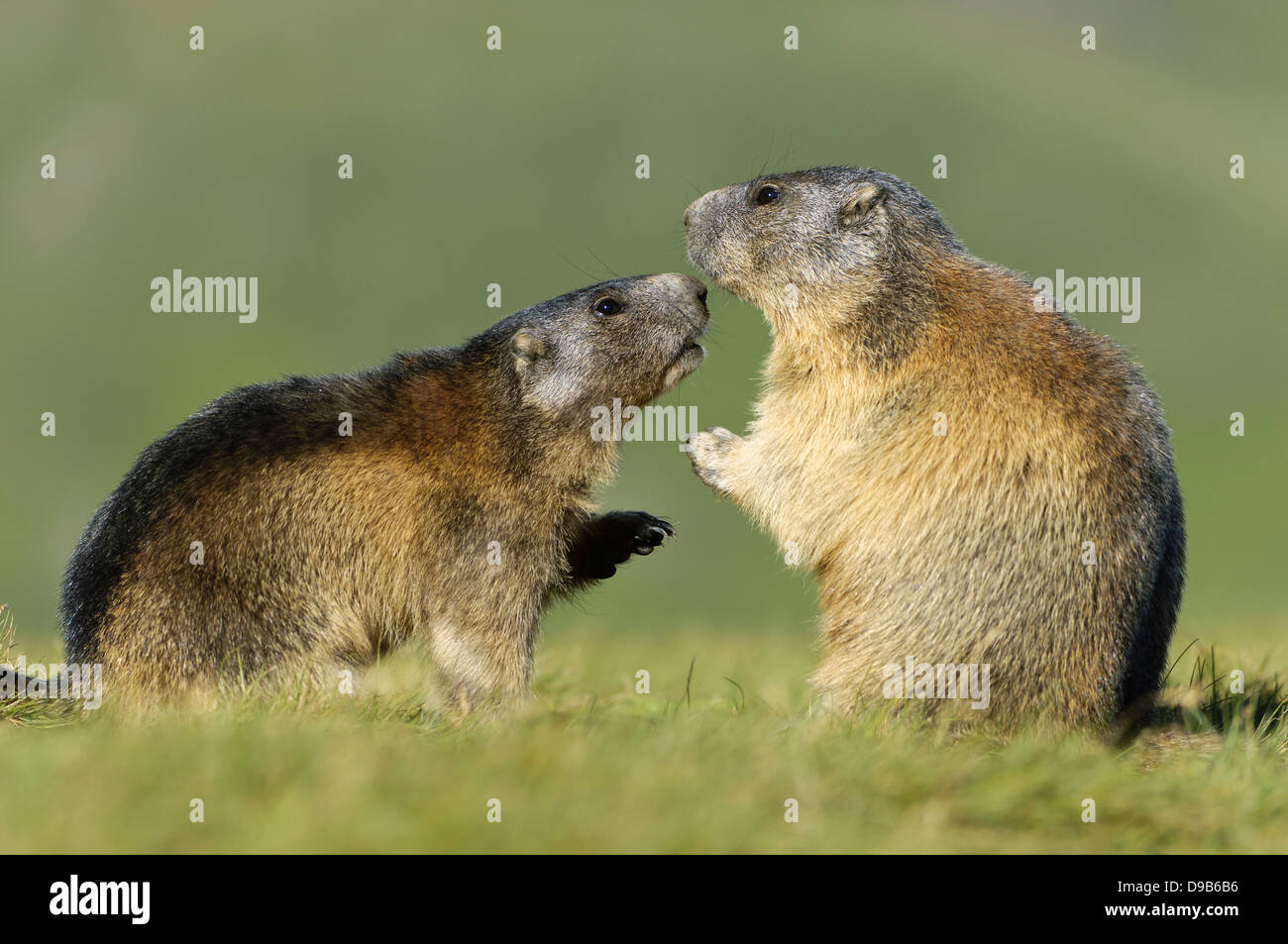 Murmeltier, marmotta alpina, Marmota marmota Foto Stock