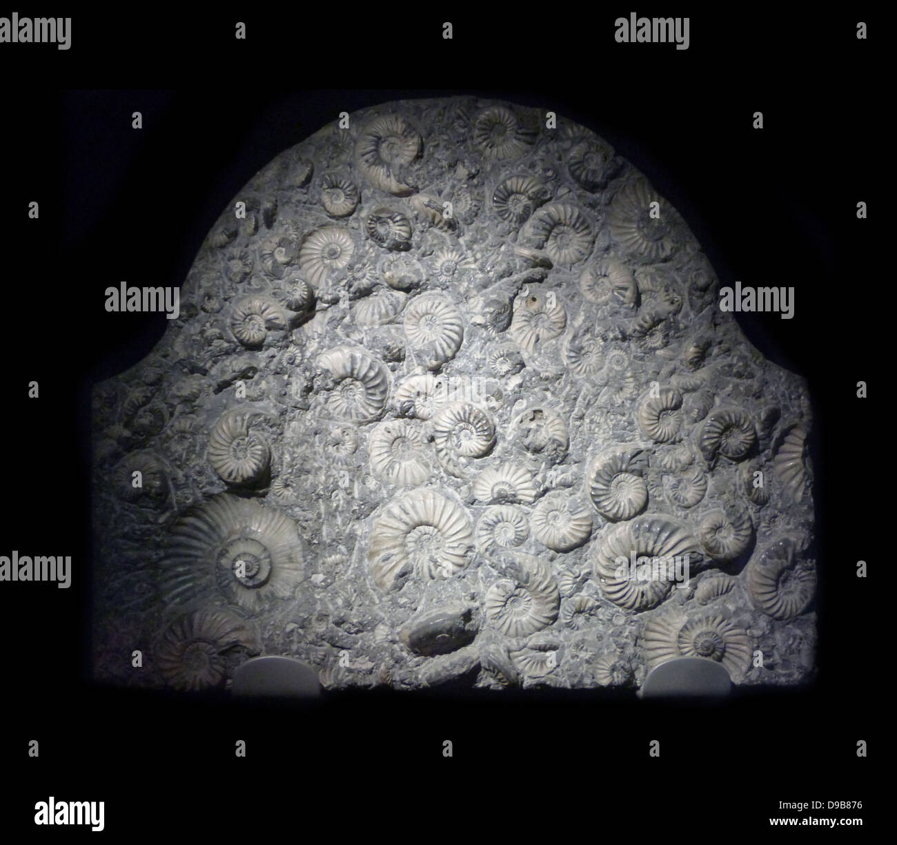 Monumento di pietra. L'oggetto contrassegnato per la rimozione definitiva-come aspetto di questa roccia è appena come esso è costituito dalla messa ammonita tomba. Questi estinti animali marini sono lontani parenti di vivere i calamari e nautiloidi. Ammoniti, come calamari, probabilmente spinto autonomamente utilizzando contrazioni muscolari ad espellere getti di acqua mentre camere d'aria in questi gusci complesso controllato il loro dinamismo. Foto Stock