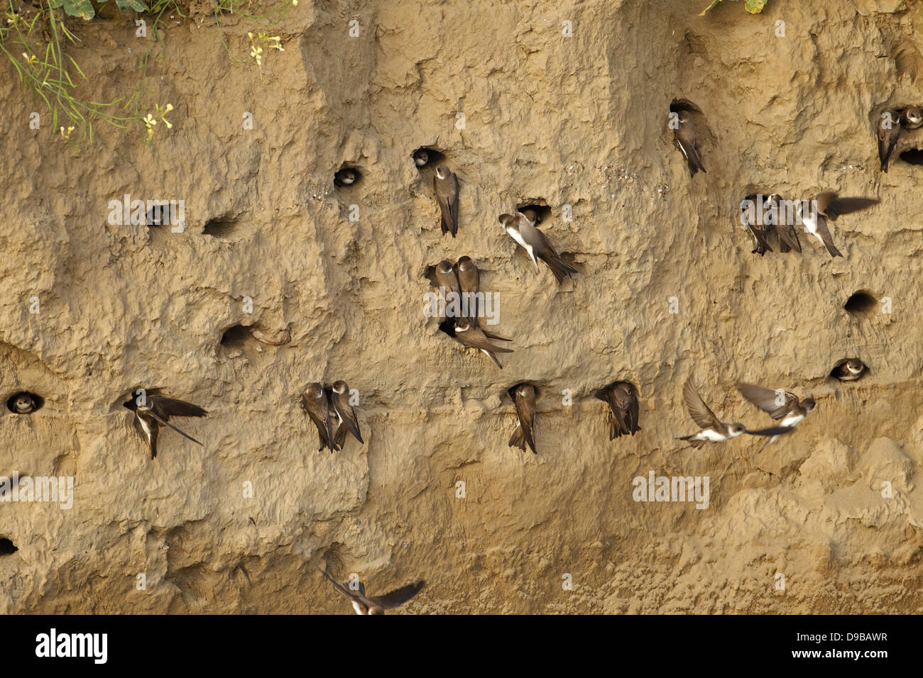 Banca swallow, Sand Martin Riparia Riparia, Uferschwalbe Foto Stock