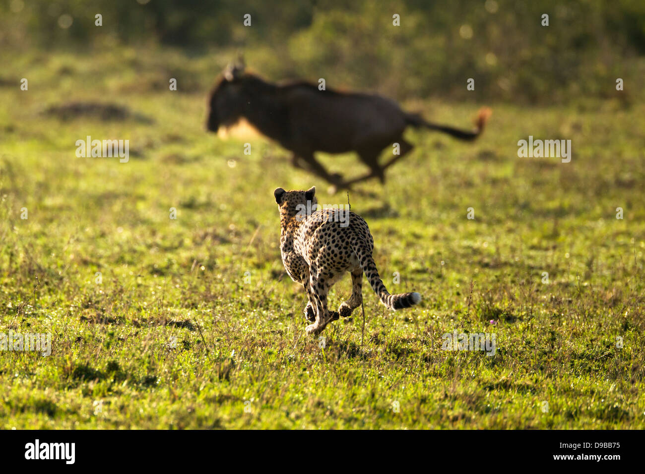 Cheetah inseguono a GNU, Masai Mara, Kenya Foto Stock