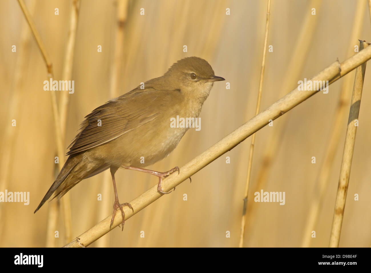 Savi di trillo, Locustella luscinioides, Rohrschwirl, Locustelle luscinioïde Foto Stock