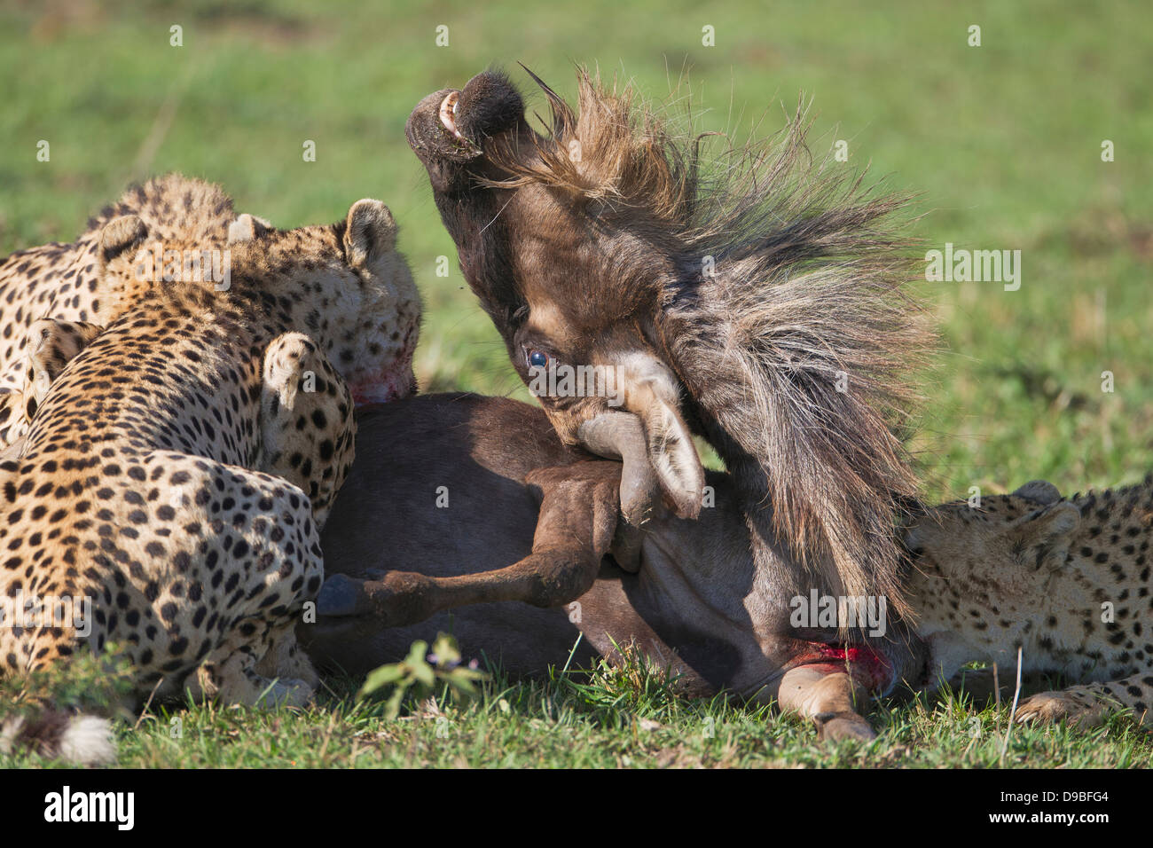 Ghepardo uccidere un GNU, Masai Mara, Kenya Foto Stock