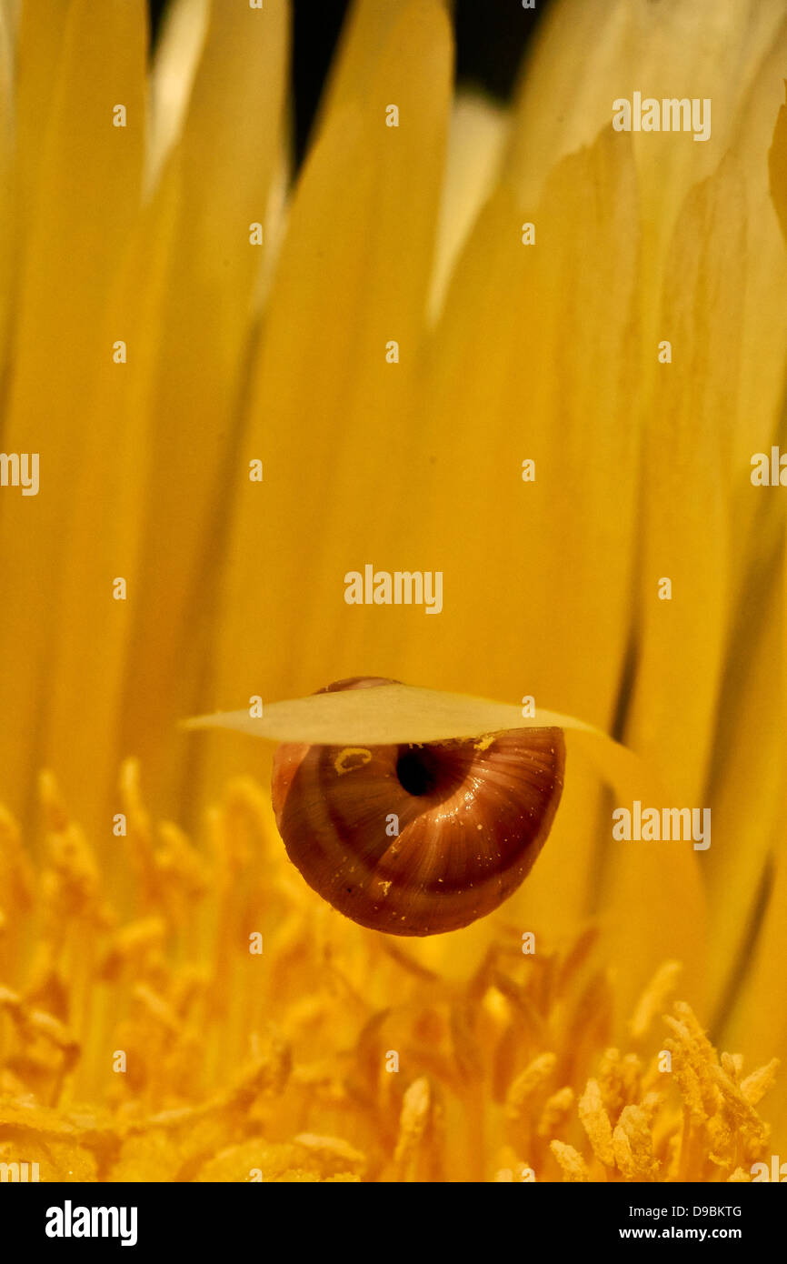 Caracol sobre flor amarilla, lumaca sul fiore giallo Foto Stock