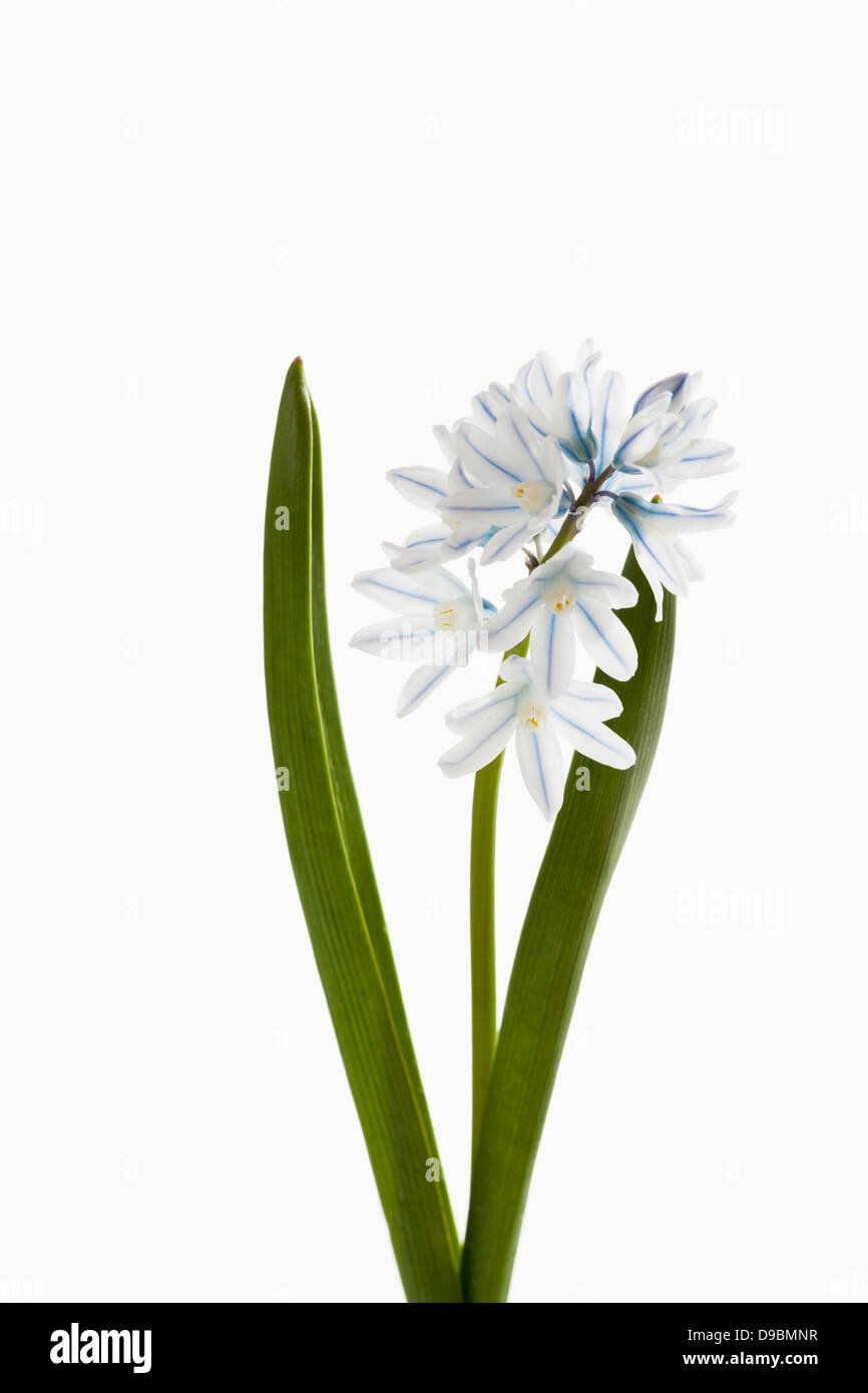 Apollo Zwerg Hyazinthe fiori contro uno sfondo bianco, close up Foto Stock