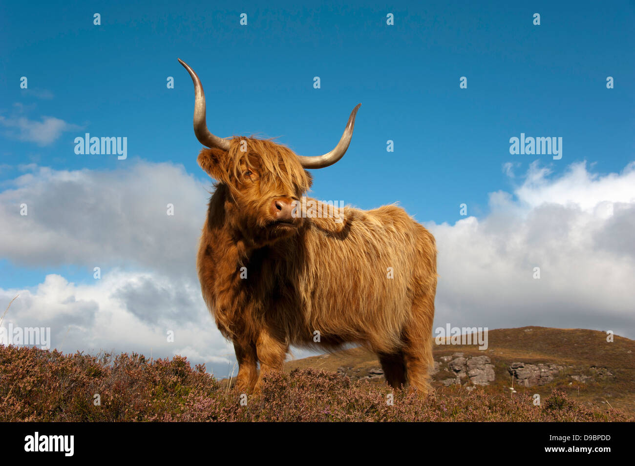 Highland scozzesi Bovini, Cuaig, Highland Scozia, Gran Bretagna, Europa, Galloway , Schottisches Hochlandrind, Cuaig, Highlan Foto Stock