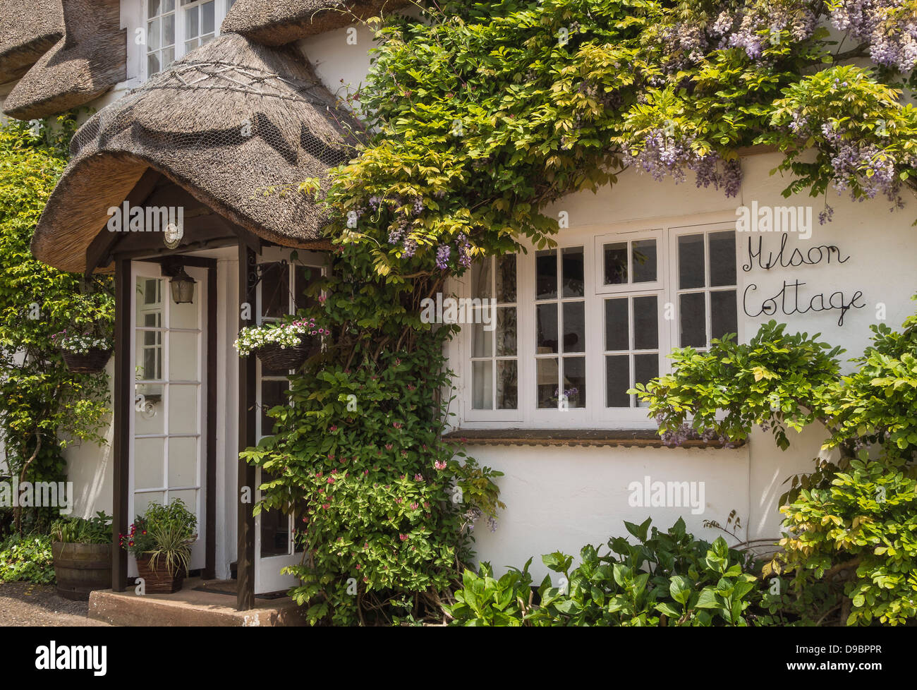 Cottage con il tetto di paglia, il glicine arbusto sulla parete, frontage, Devon, Inghilterra, Regno Unito. Europa Foto Stock