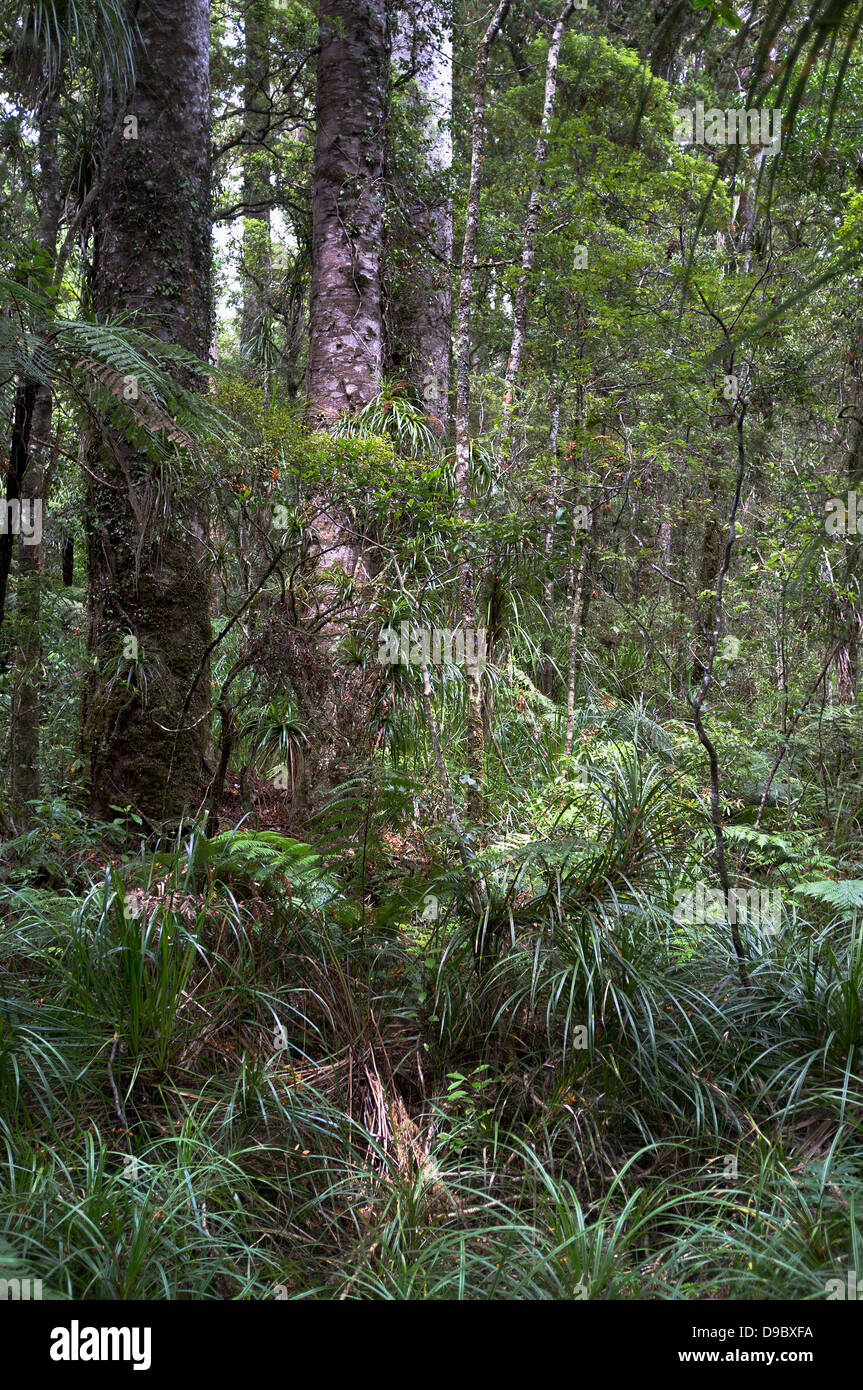 Dh riserva Manginangina NORTHLAND NUOVA ZELANDA Manginangina Kauri a piedi Kauri pioggia gli alberi della foresta Foto Stock