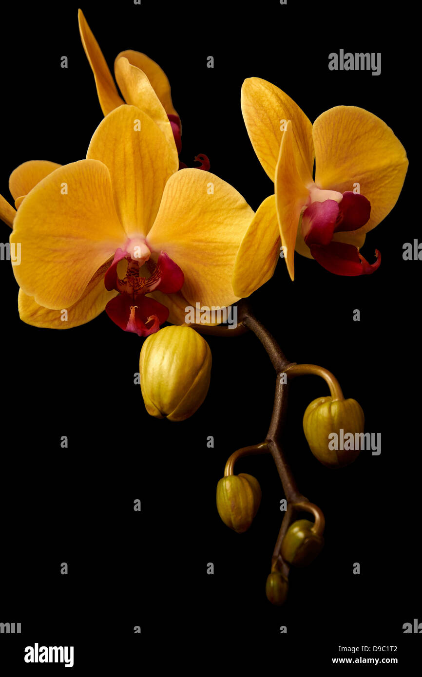 Orchidee giallo rosso, orquidea amarilla y roja, fondo negro, sfondo nero Foto Stock