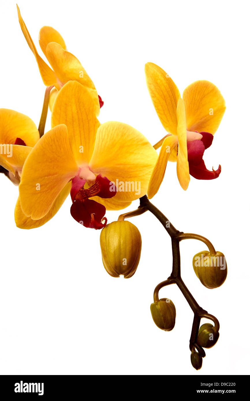 Orchidee giallo rosso, orquidea amarilla y roja, sfondo bianco Foto Stock