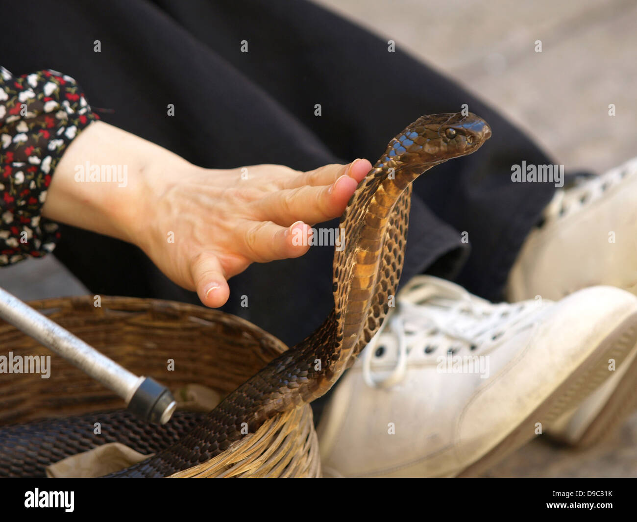 Ragazze mano toccando cobras testa Foto Stock