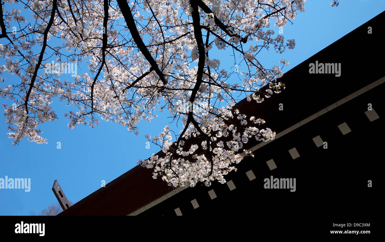 Ramo di fiori di ciliegio e il tetto del Santuario Yasukuni Foto Stock