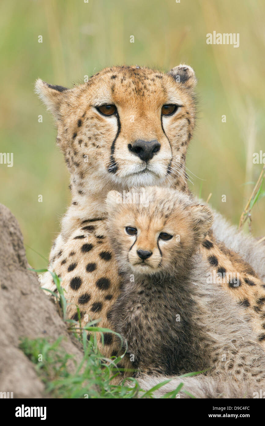 Cheetah madre con i cuccioli, il Masai Mara, Kenya Foto Stock
