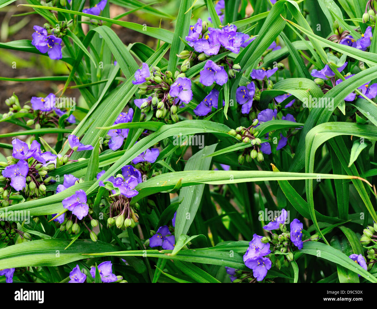 Tradescantia virginiana fiori Foto Stock