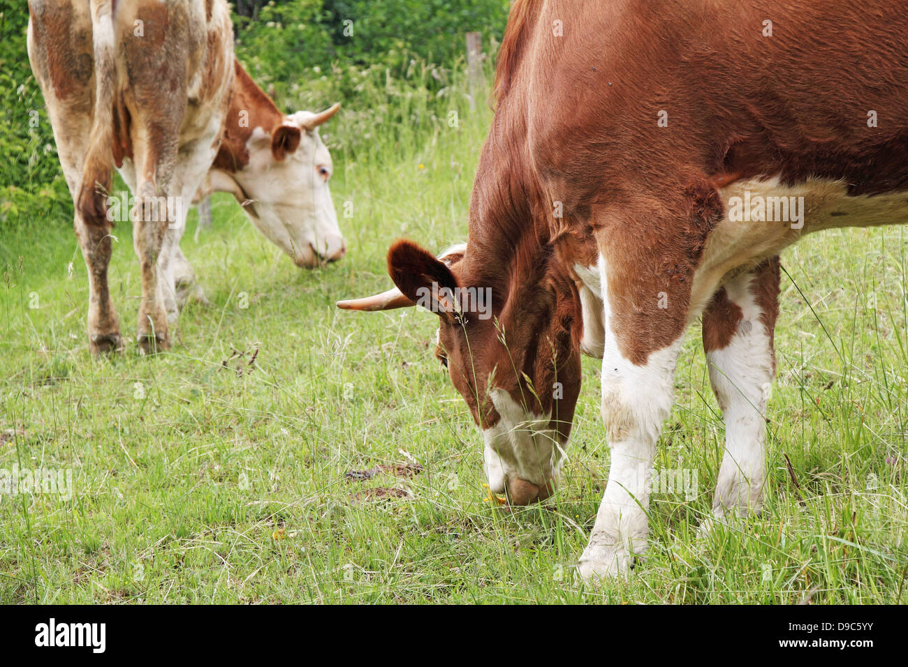 Le mucche al pascolo in un prato pieno di erba fresca Foto Stock