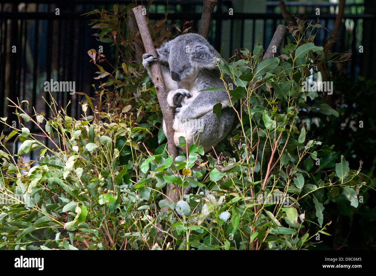 Koala (Phascolarctos cinereus) dormire nei rami di eucalipto al giardino zoologico dell'Australia, Beerwah, Queensland, Australia Foto Stock