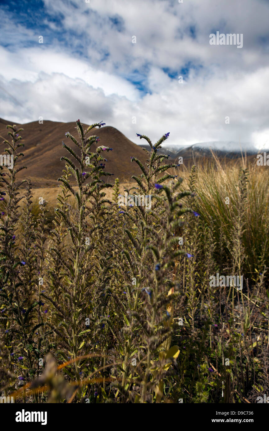 Paesaggio di montagna con le colline e la vegetazione, vicino a Cromwell di Central Otago, Isola del Sud, Nuova Zelanda Foto Stock