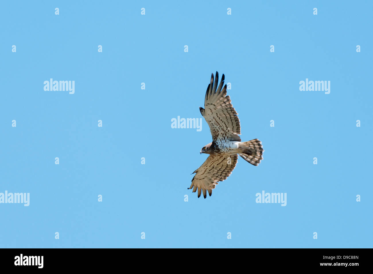 Short-toed eagle (Circaetus gallicus) battenti Foto Stock