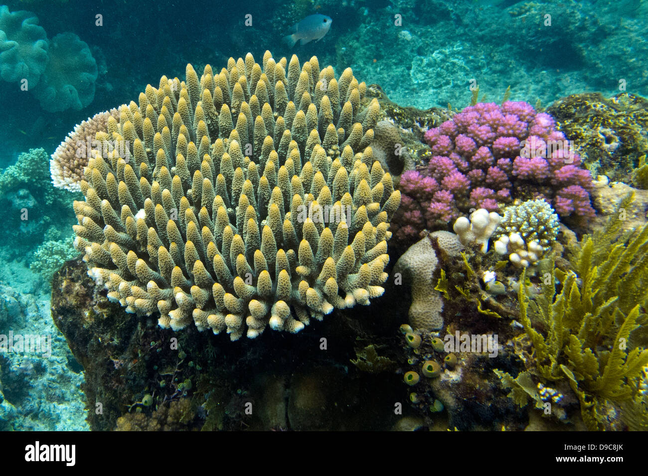 Le formazioni di coralli, La Grande Barriera Corallina, Queensland, Australia Foto Stock