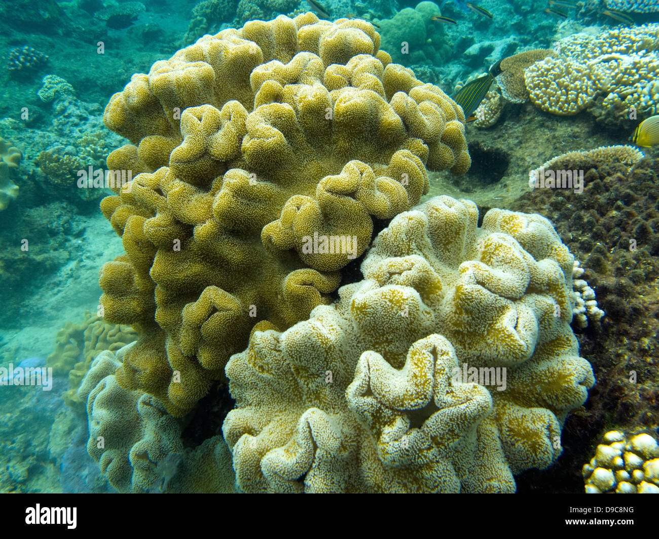 Le formazioni di coralli, La Grande Barriera Corallina, Queensland, Australia Foto Stock