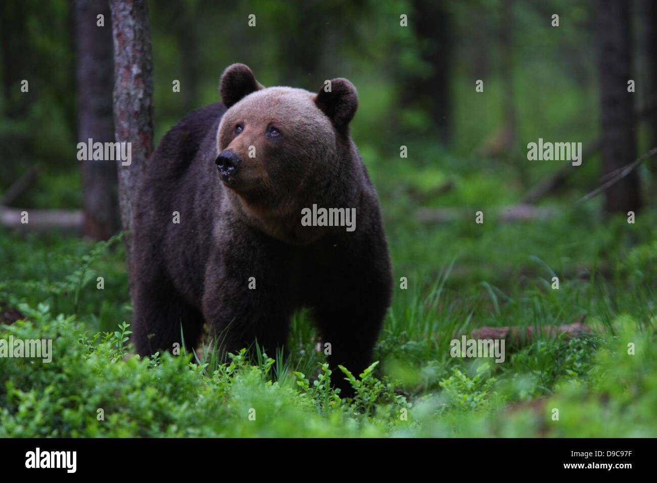 Wild Unione l'orso bruno (Ursus arctos) nella foresta. L'Europa, Estonia Foto Stock