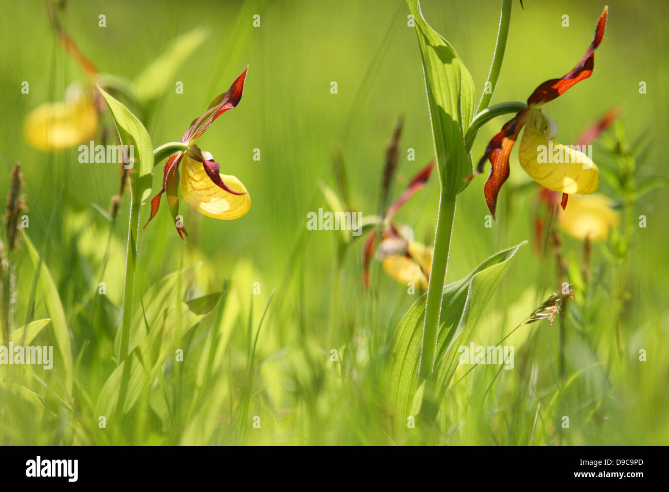 Pianella della Madonna Orchid (Cypripedium calceolus), Europa Foto Stock