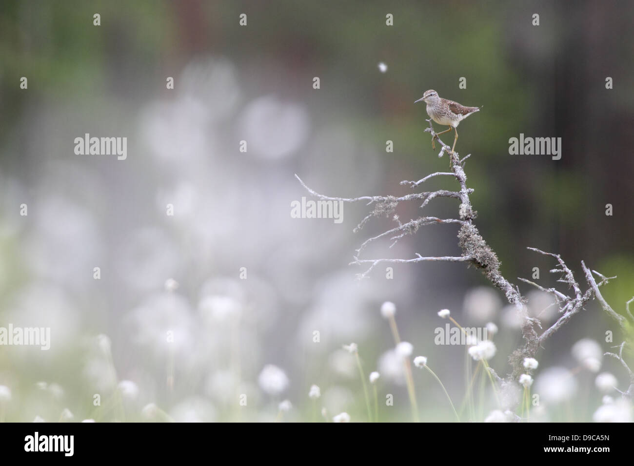 Wood Sandpiper (Tringa glareola) tra Hare's-coda (Cottongrass Eriophorum vaginatum) in allevamento bog habitat. L'Europa, Estonia Foto Stock