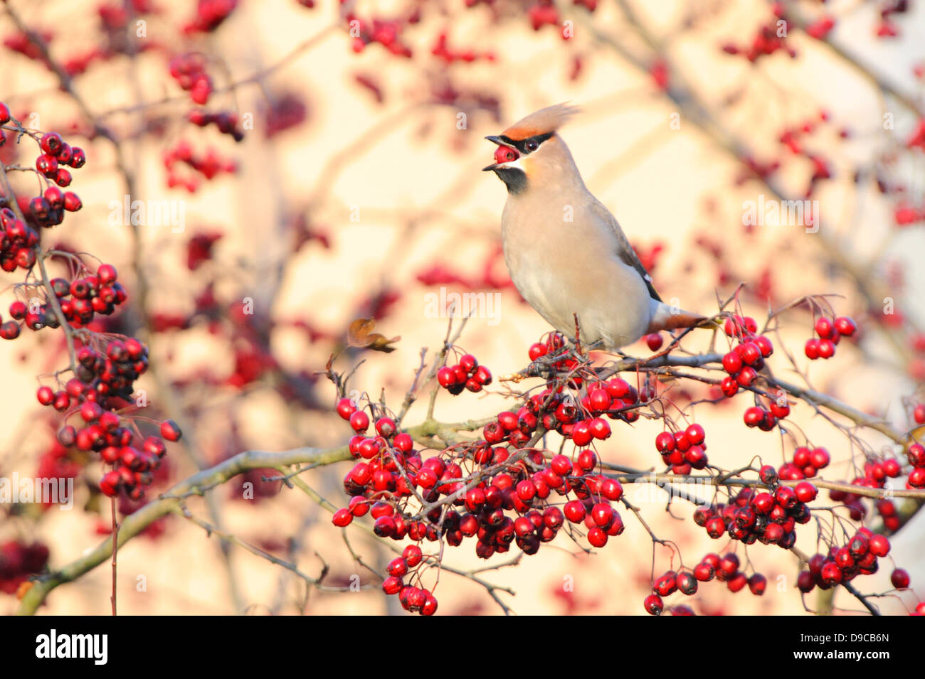 (Waxwing Bombycilla garrulus). Europa Foto Stock