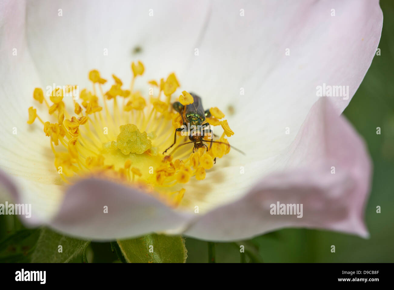 Spesso si inchinavano beetle alimentando in fioritura delle piante Foto Stock