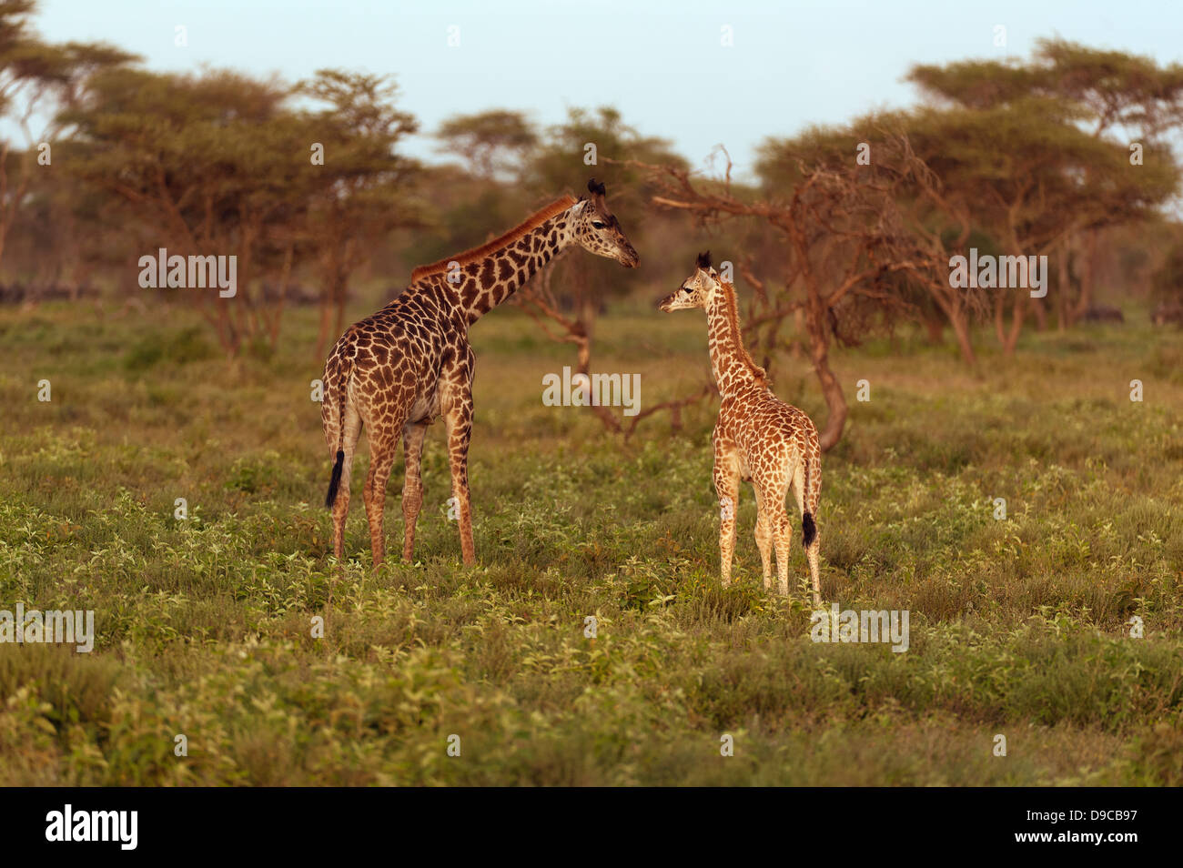 La giraffa madre con un vitello, Serengeti, Tanzania Foto Stock