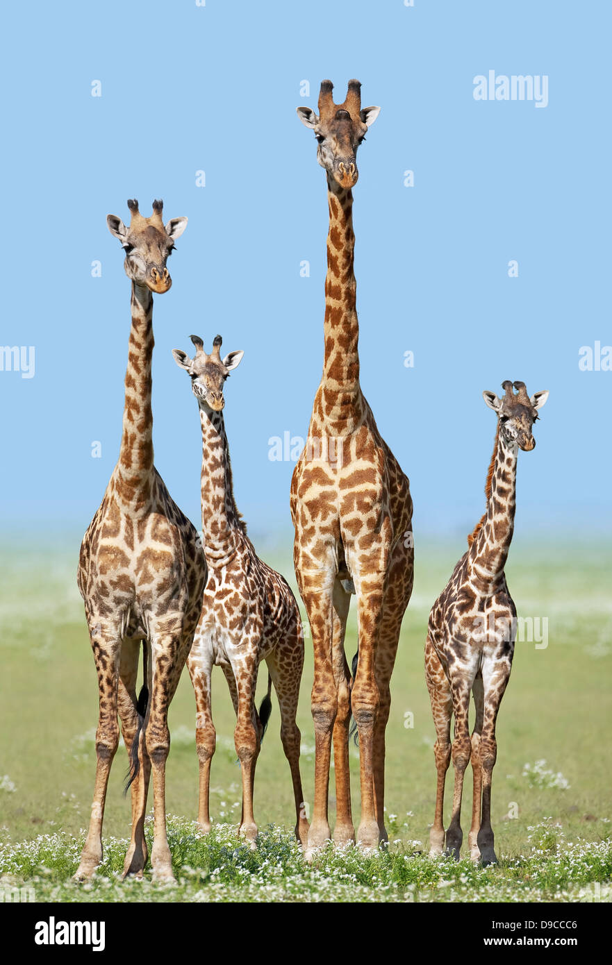 La giraffa mandria presso il Serengeti, Tanzania Foto Stock