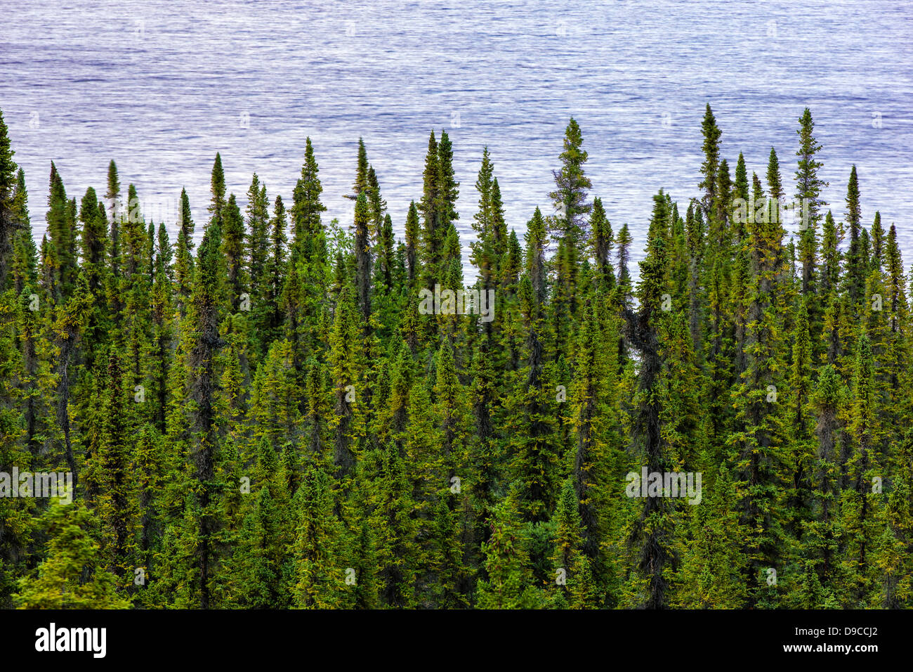 Vista del tramonto di Willow Lake e da alberi di pino, Alaska, STATI UNITI D'AMERICA Foto Stock