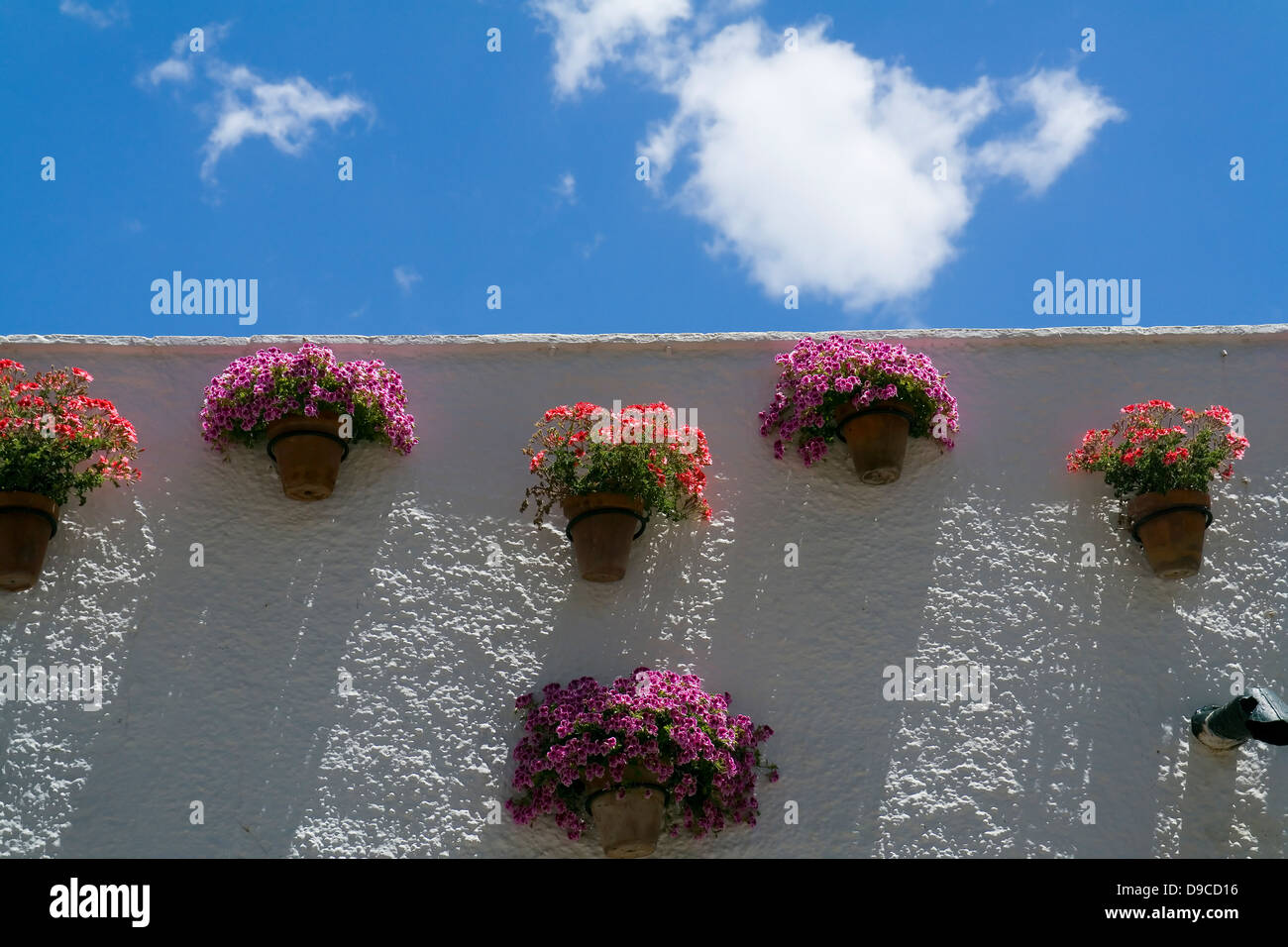 Fiore su una parete sulla Avenue al balcone d'Europa - Paseo del Balcón de Europa a Nerja, Andalusia, Spagna Foto Stock