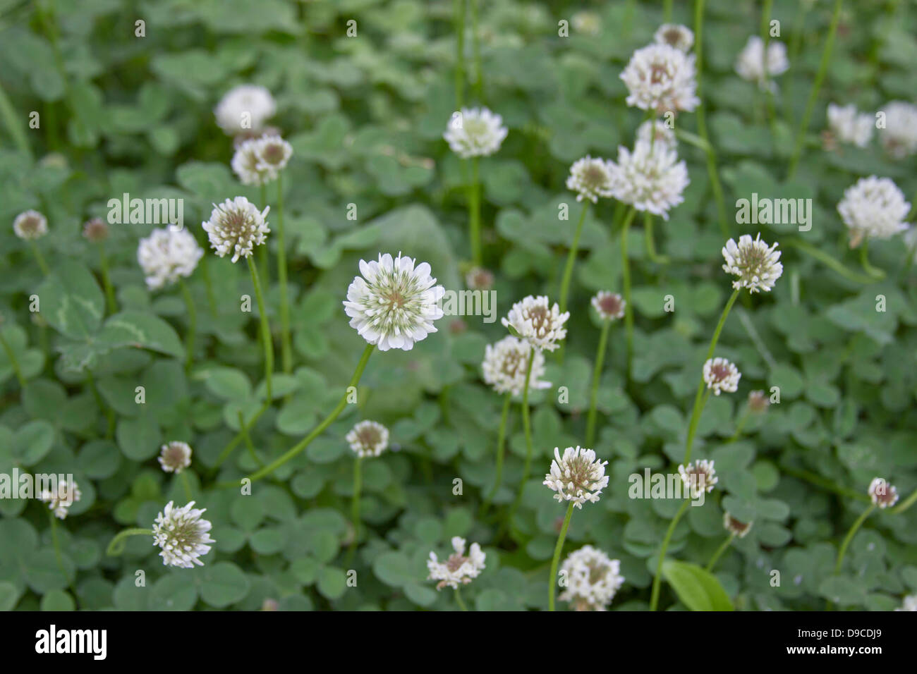 Close up di un fiorente patch di trifoglio o lupolina, piante in piena fioritura Foto Stock