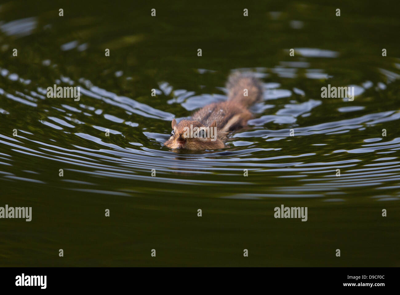 Scoiattolo striado orientale (Tamias striatus) nuotare in un piccolo lago nel Doodle Town, Bear Mountain State Park, New York. Foto Stock