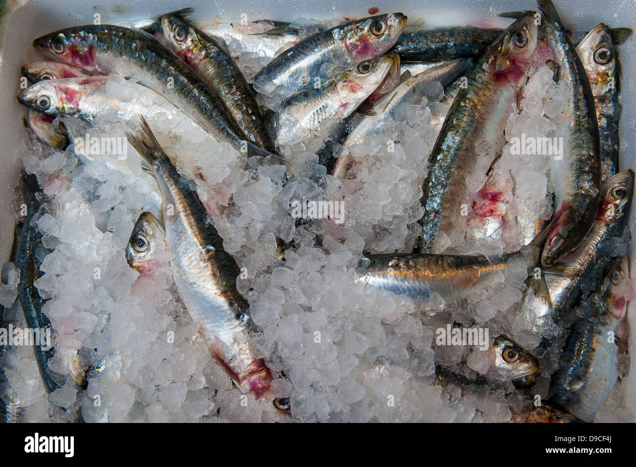Sardine in ghiaccio al tuo pescivendolo in stallo Foto Stock