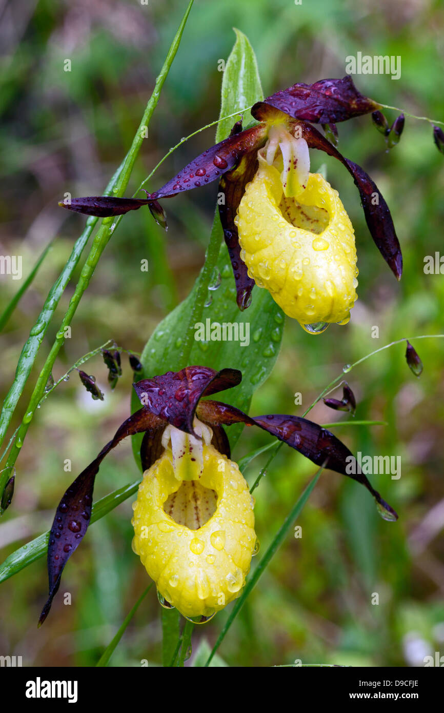 Varietà di orchidee viola (Cypripedium calceolus) Foto Stock