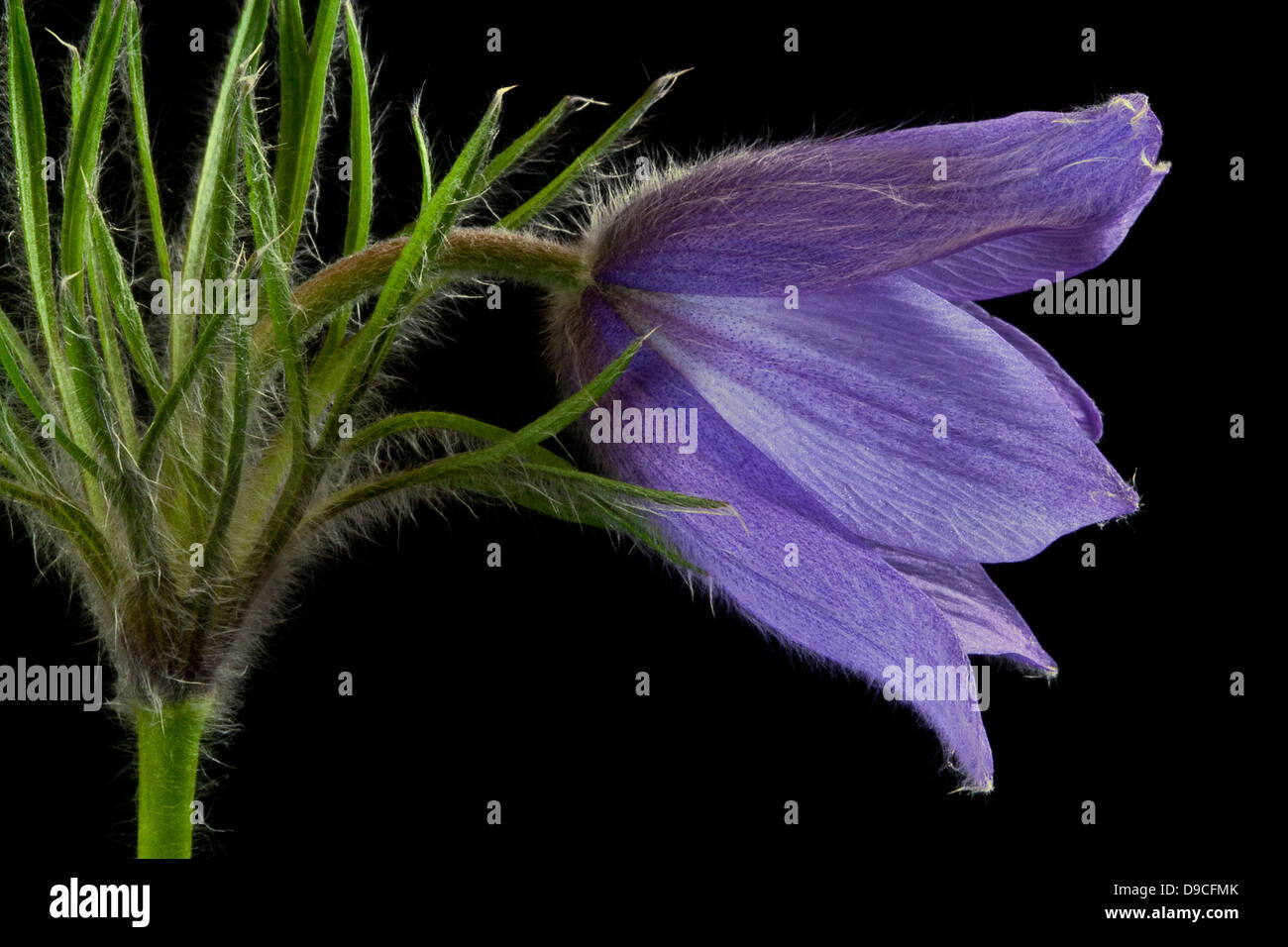 Fotografia di close-up di un Pulsatilla vulgaris fiore Foto Stock