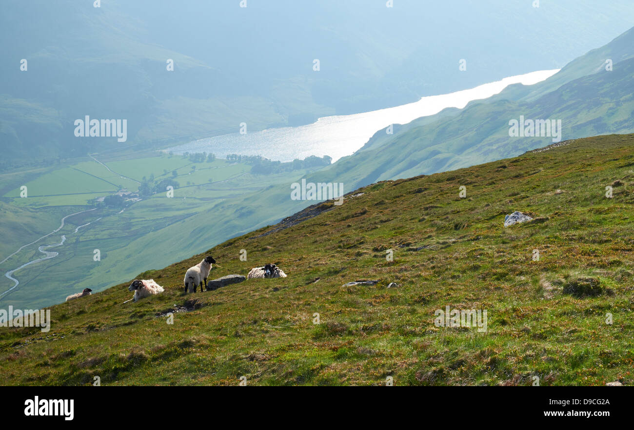 Pecore al di sotto del vertice di Dale Head in Buttermere, Lake District. Foto Stock