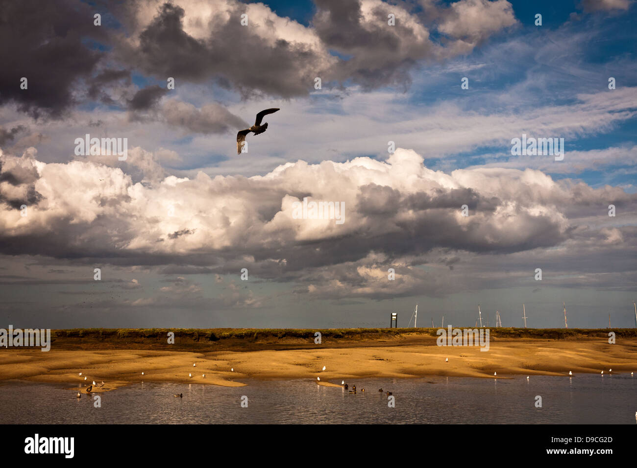 Seagull volare nel cielo drammatico Foto Stock