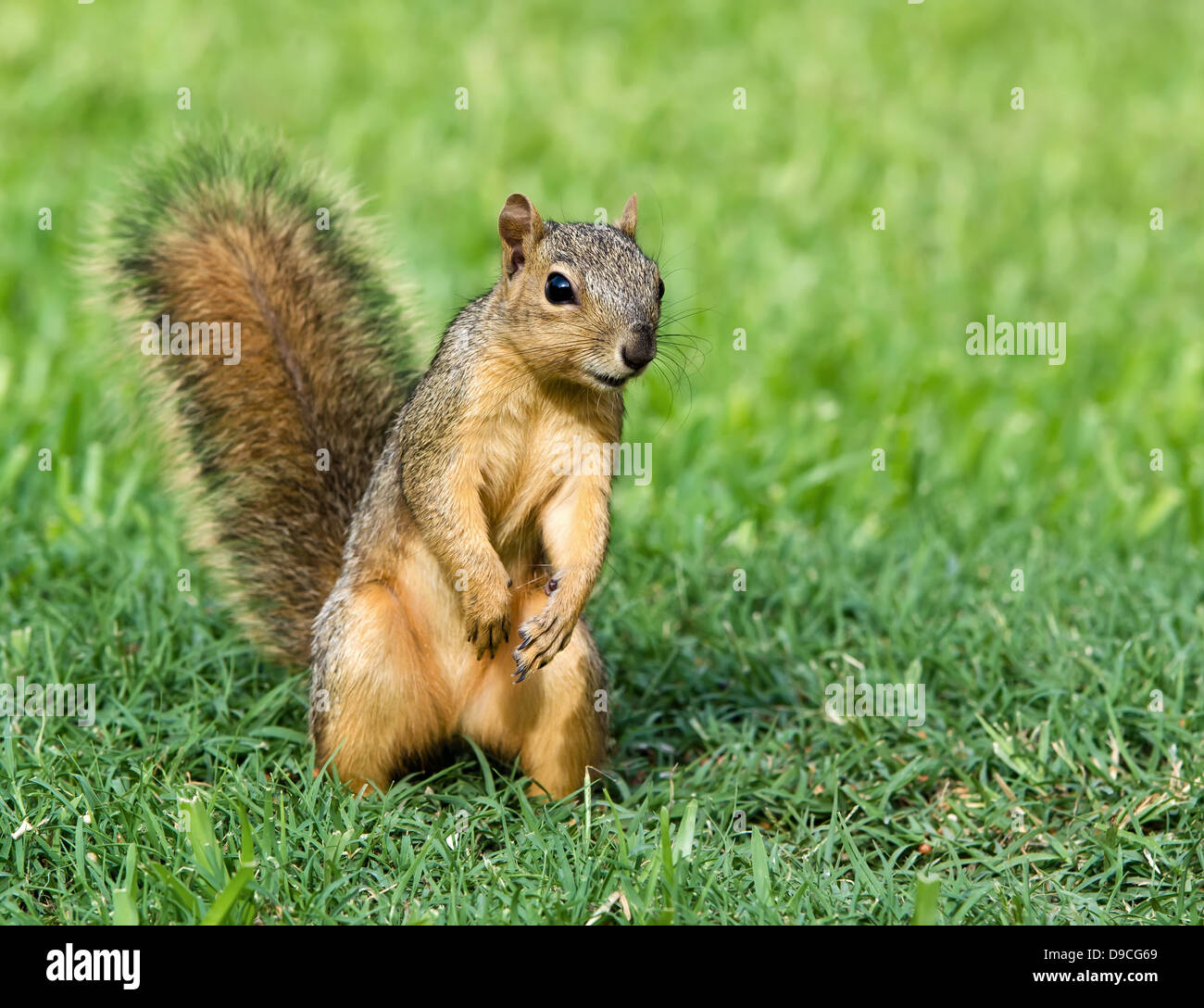 Curioso cercando giovani Fox orientale scoiattolo (Sciurus niger) nel giardino Foto Stock