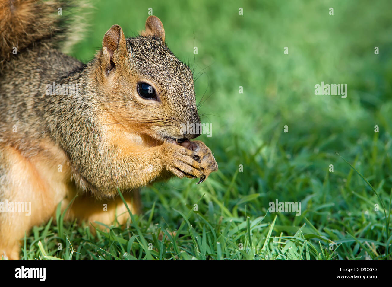 Closeup Ritratto di giovane volpe orientale scoiattolo (Sciurus niger) mangiare semi di Uccelli nel giardino Foto Stock