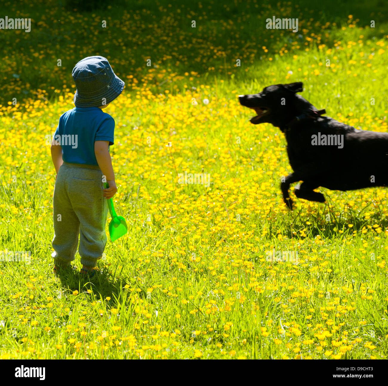 Il labrador nero cane in esecuzione passato toddler Foto Stock