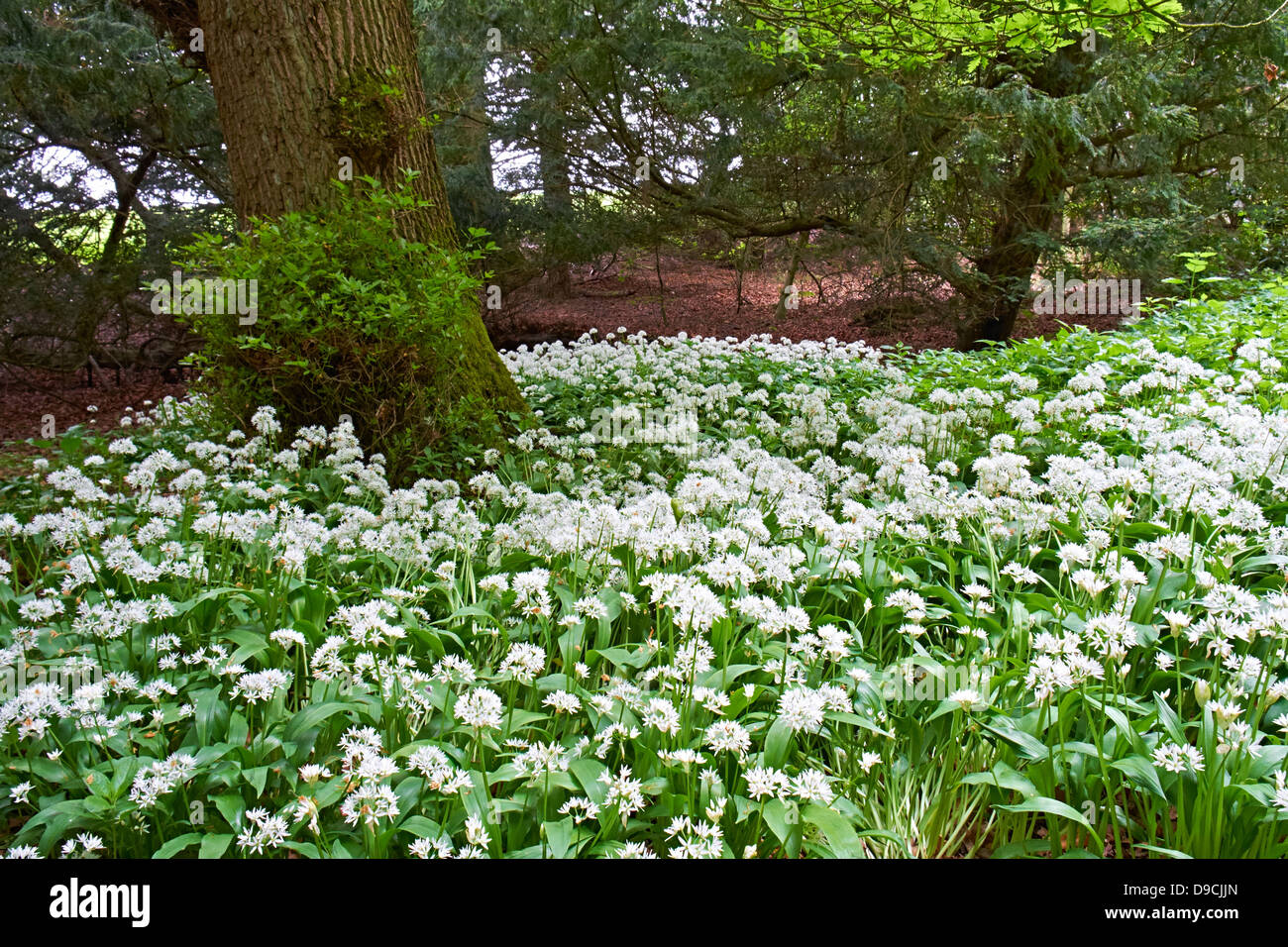 Aglio selvatico fiori nei boschi a Wallington Hall del Northumberland. Proprietà del National Trust. Foto Stock