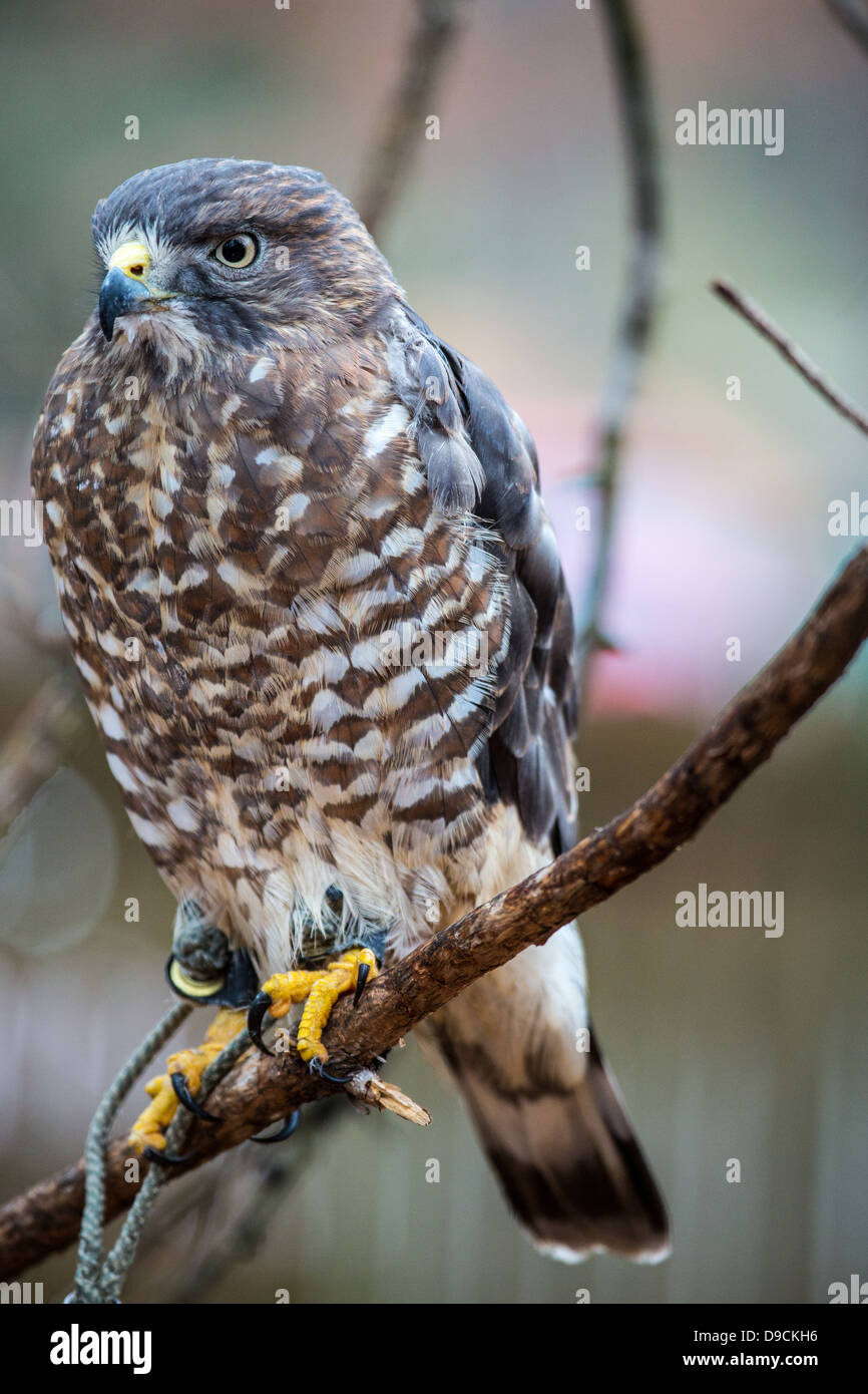 Un Broad-Winged Hawk in un albero. Carolina Raptor Centre. Foto Stock