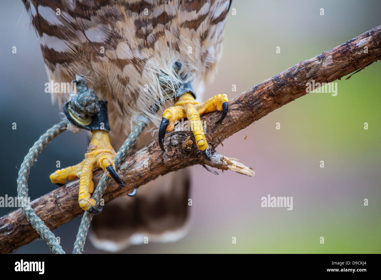 Un Broad-Winged Hawk in un albero. Carolina Raptor Centre. Foto Stock
