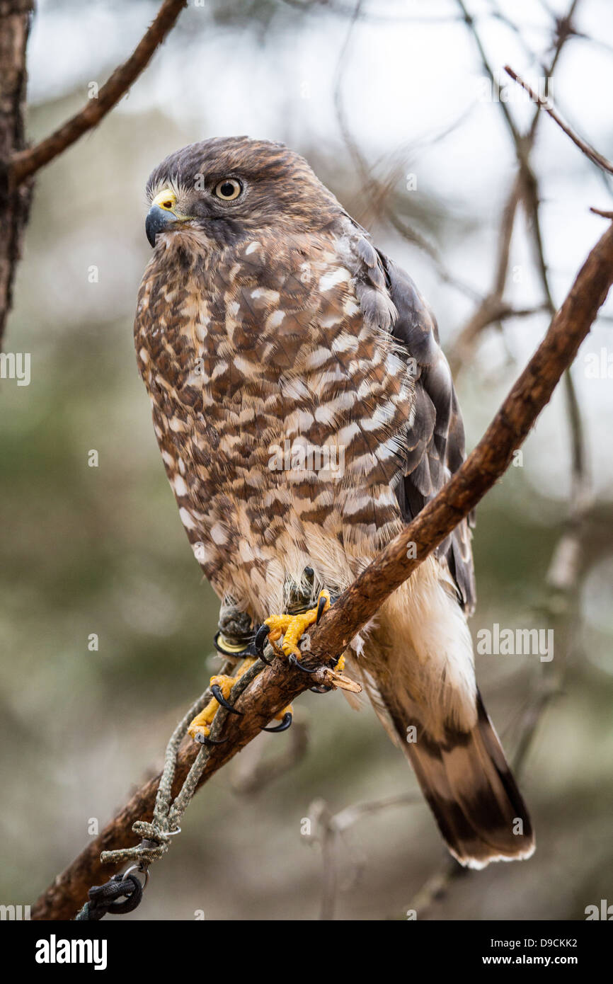 Un Broad-Winged Hawk in un albero. Carolina Raptor Centre. Foto Stock